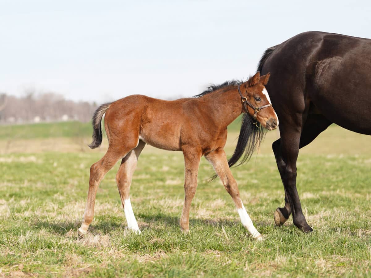 Adana colt | Pictured at 32 days old