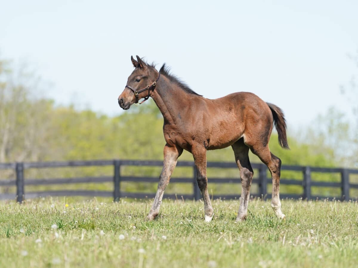 Burdeos colt | Pictured at 3 months old | Bred by Craig Upham | Nicole Finch photo