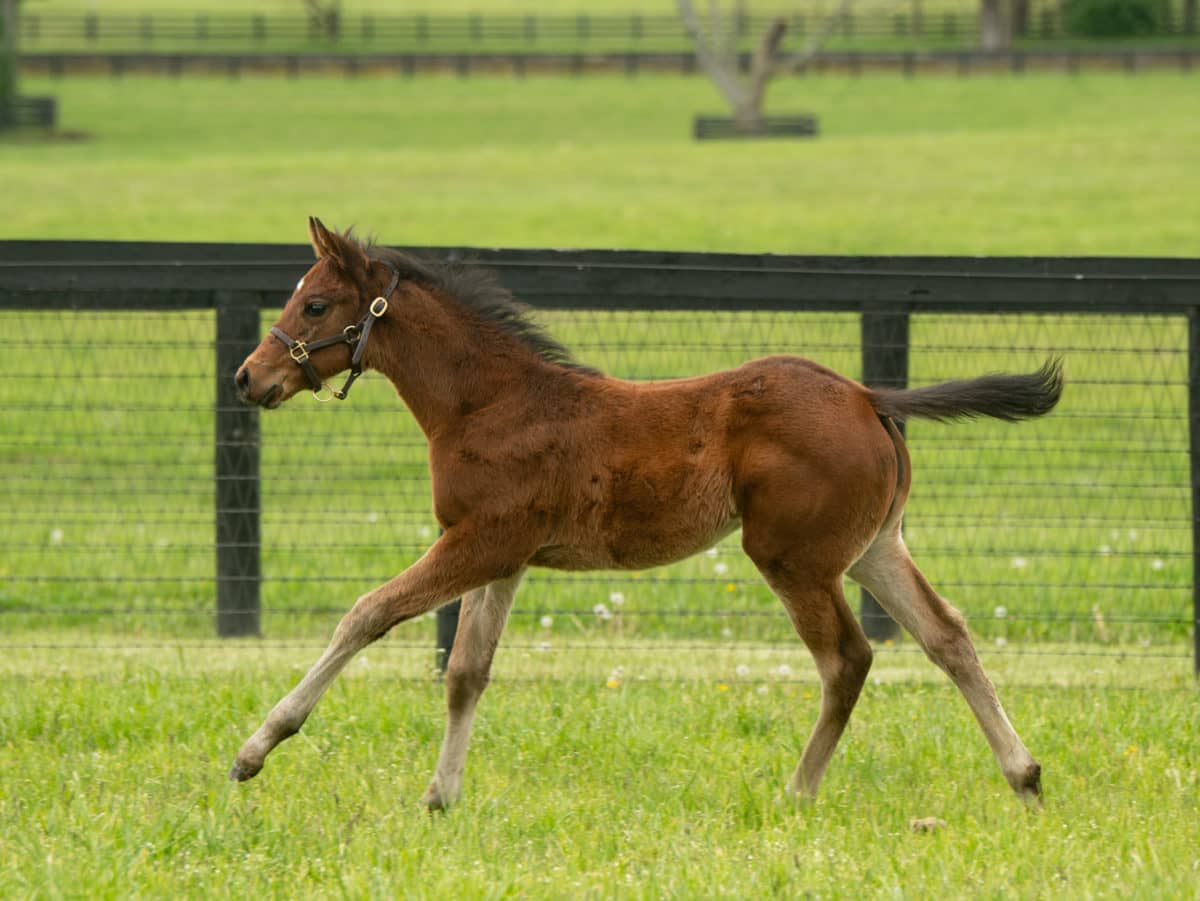 Brianna Rose 20 filly | Pictured at 37 days old | Bred by Siena Farm | Photo by Spendthrift Farm / Autry Graham