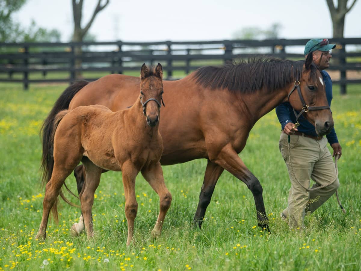 Lotta Kim 20 colt | Bred by Heaven Trees Farm / Dede McGehee | Photo by Spendthrift Farm / Autry Graham