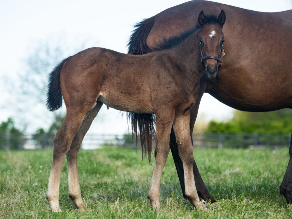 Siege Gun 20 colt | Bred by Tommy Wente | Photo by Spendthrift Farm / Autry Graham