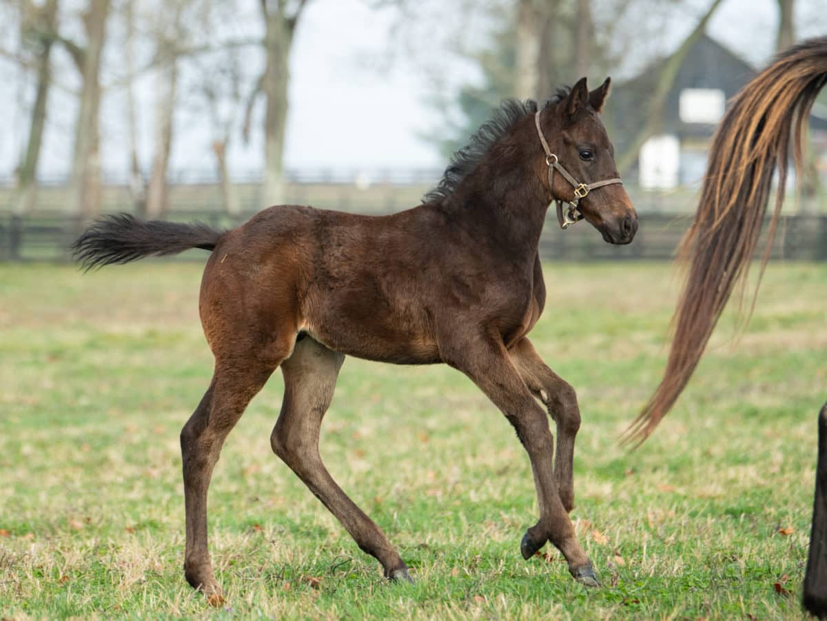 Genteela 20 colt | Bred by Scott Mallory | Photo by Spendthrift Farm / Autry Graham