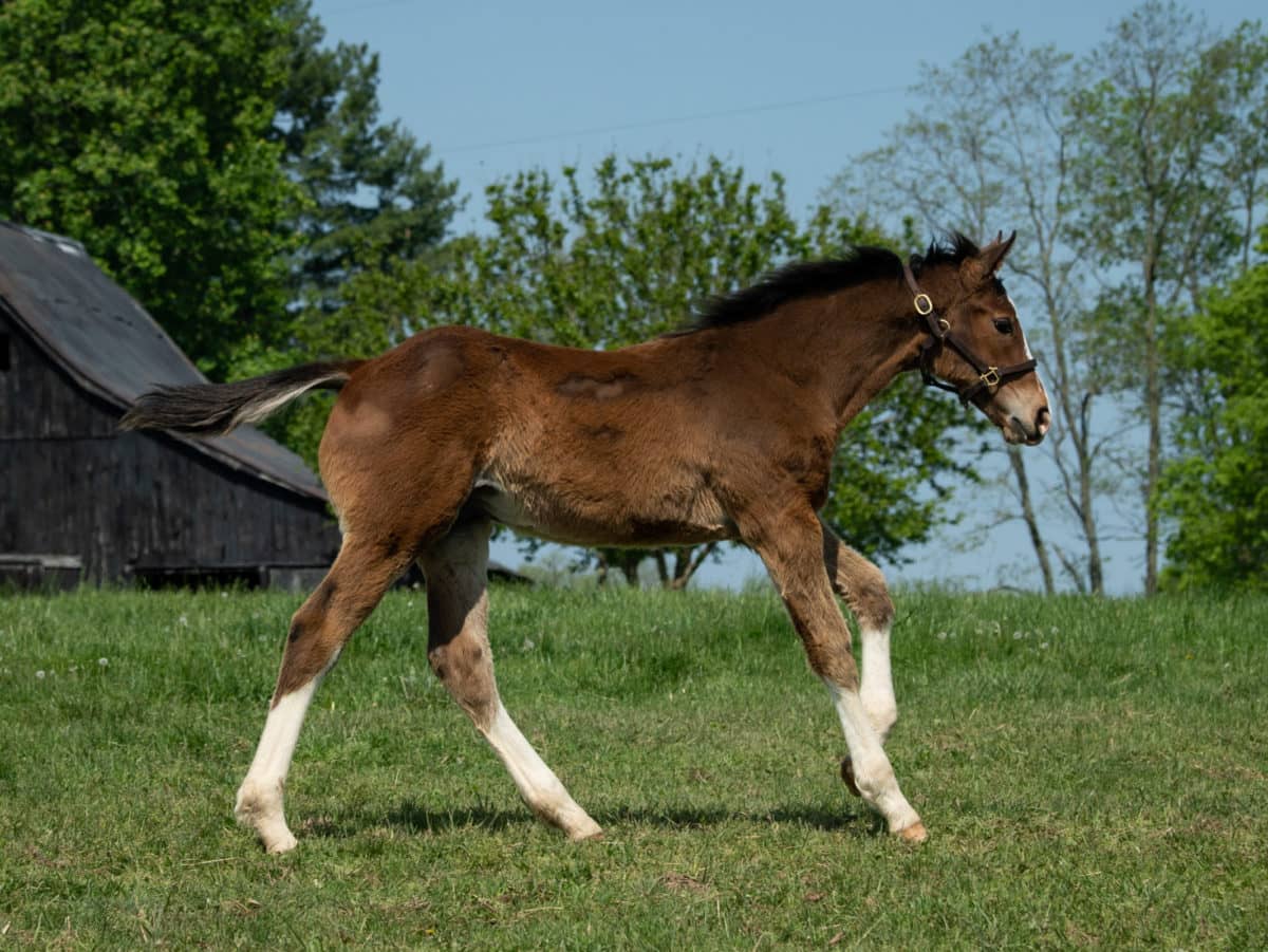 Term Paper 21 colt | Pictured at 4 months old | Bred by Faustino Paz | Spendthrift Farm Photo