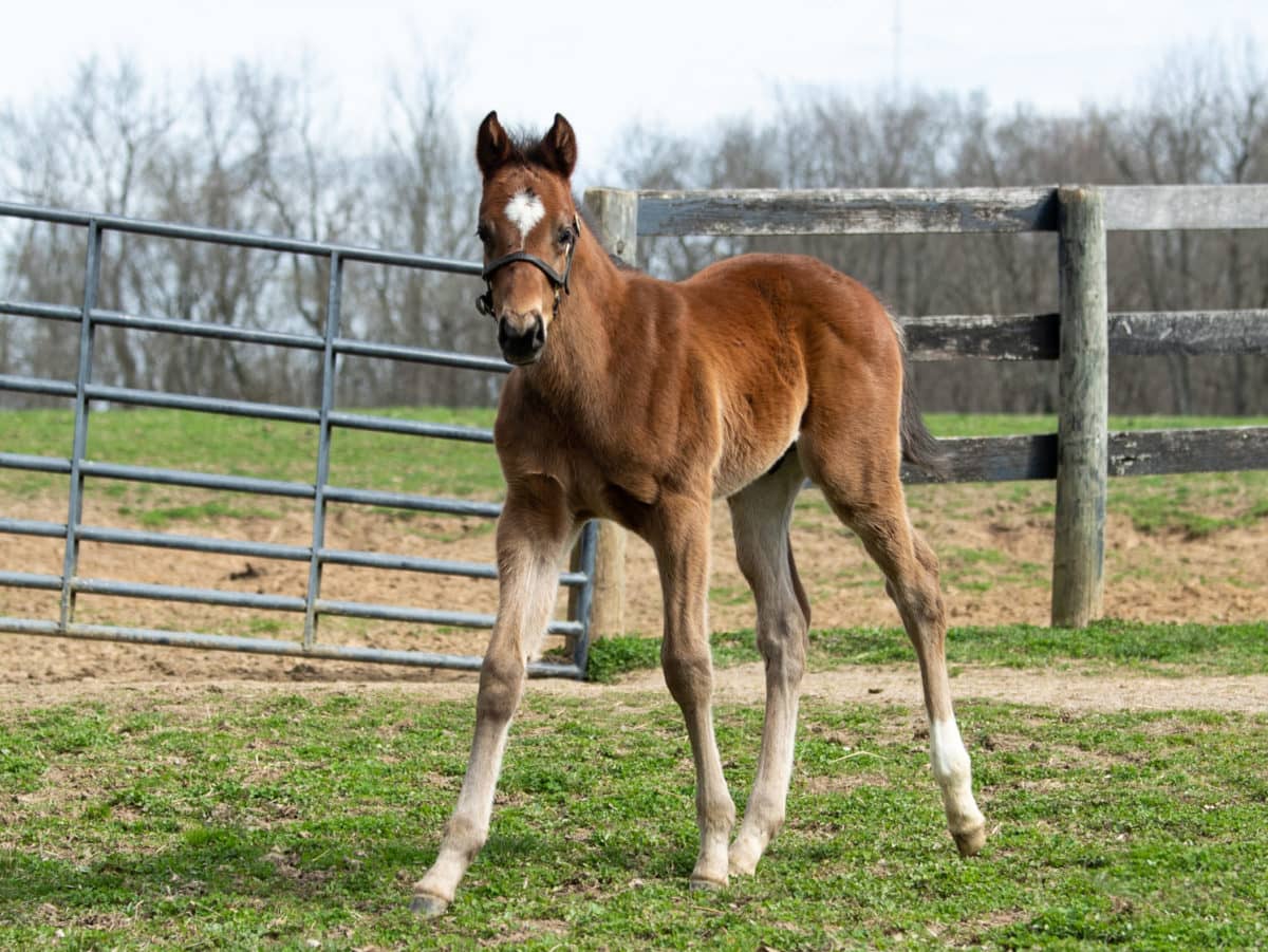 Ponya 21 colt | Pictured at 29 days old | Bred by Corner Woods Farm | Spendthrift Farm Photo