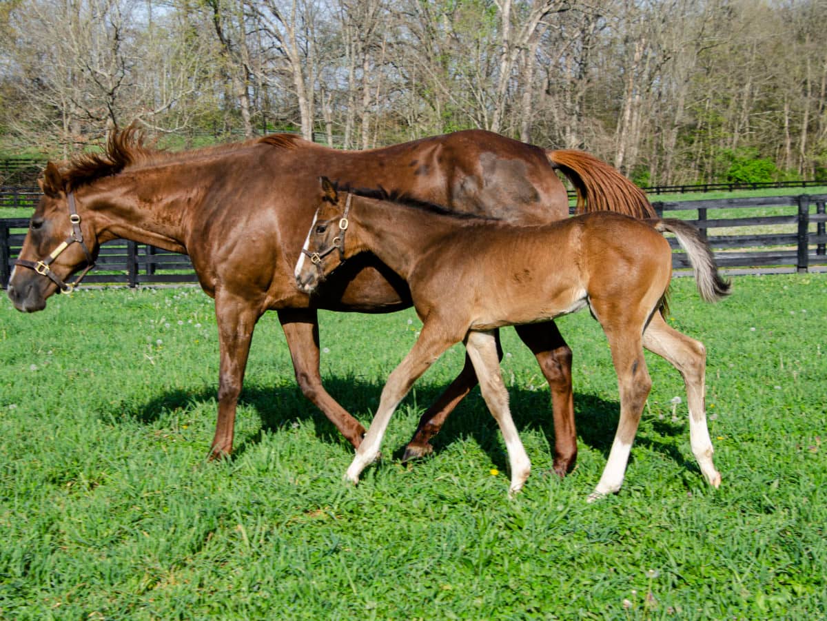 Awesome Flower colt | Pictured at 50 days old | Bred by Twin Creeks Farm