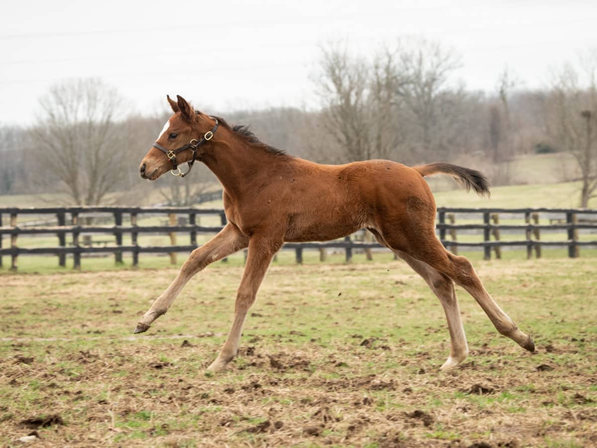 Cyrielle colt | Pictured at less than 3 months old | Bred by Erik Johnson | Spendthrift Farm Photo