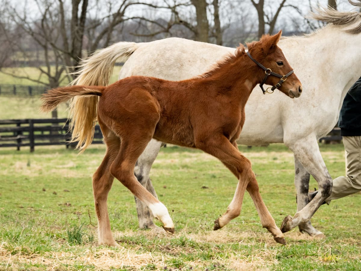 After The Rose colt | pictured at 1 month old | Bred by Spendthrift Farm | Spendthrift Farm Photo