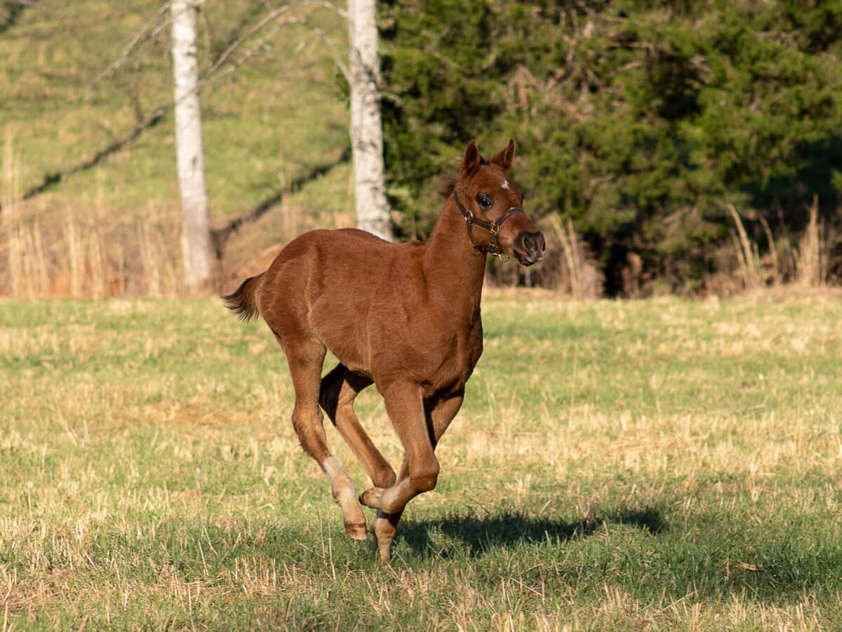 Sunandsea colt | Pictured at 2 1/2 months | Bred by Joshua Phillips