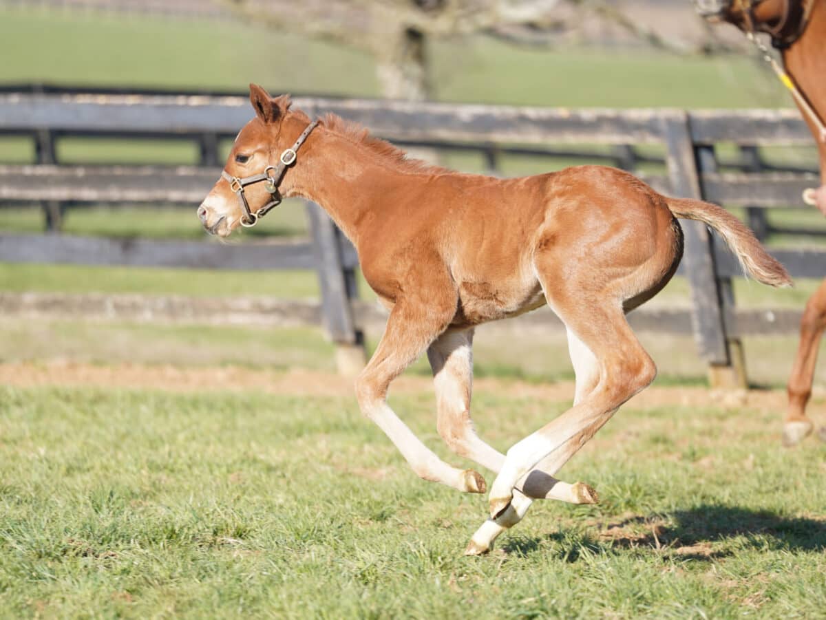 Huckleberry filly | Pictured at 21 days old | Bred by Ashley Hiller | Nicole Finch photo