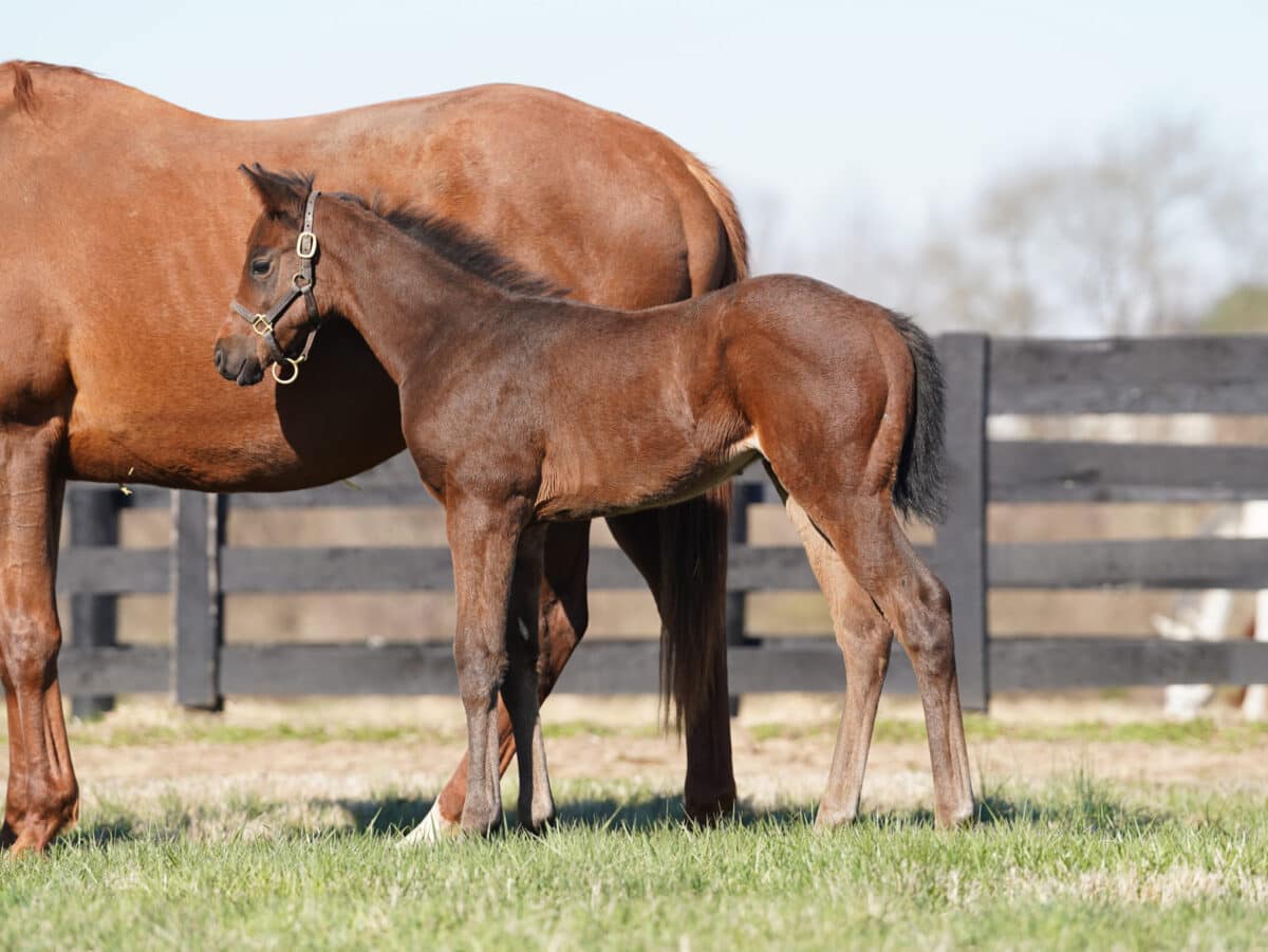 Spanxamillion colt | Pictured at 3 months old | Bred by Allen Poindexter | Nicole Finch photo