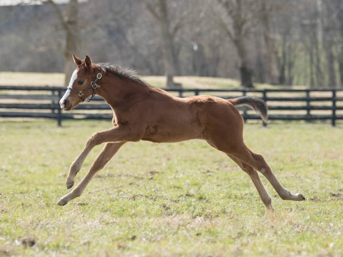 Chapellerie (Ire) 20 filly | Pictured at 33 days old | Bred by Certavi Trading SZE | Photo by Spendthrift Farm / Autry Graham