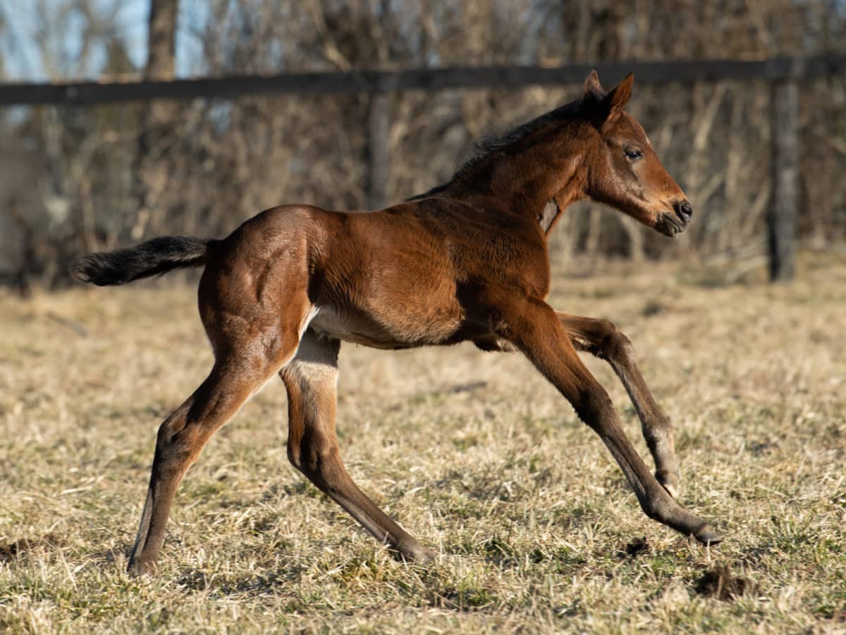 True Boots 21 filly | Bred by Cain Marcuzzi | Pictured at 9 days old | Spendthrift Farm Photo
