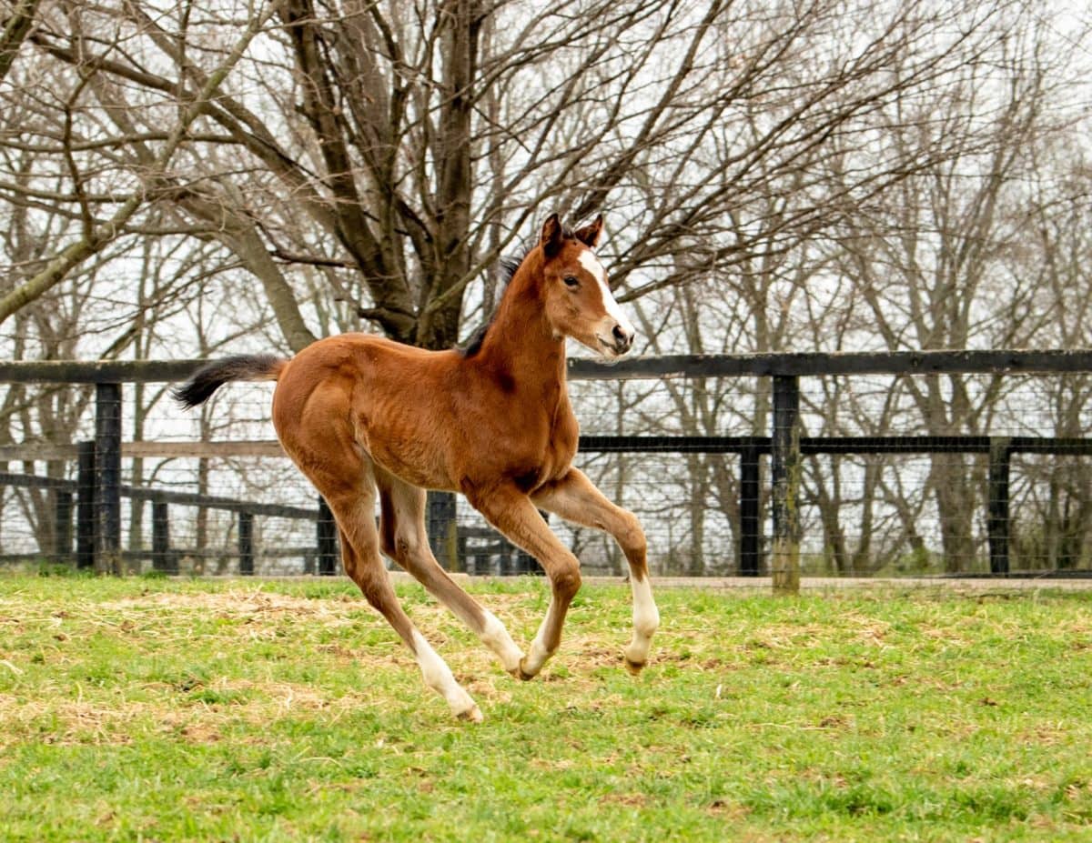 Brandy colt | Pictured at 18 days old | Bred by Craig & Carrie Brogden's Machmer Hall | Autry Graham photo