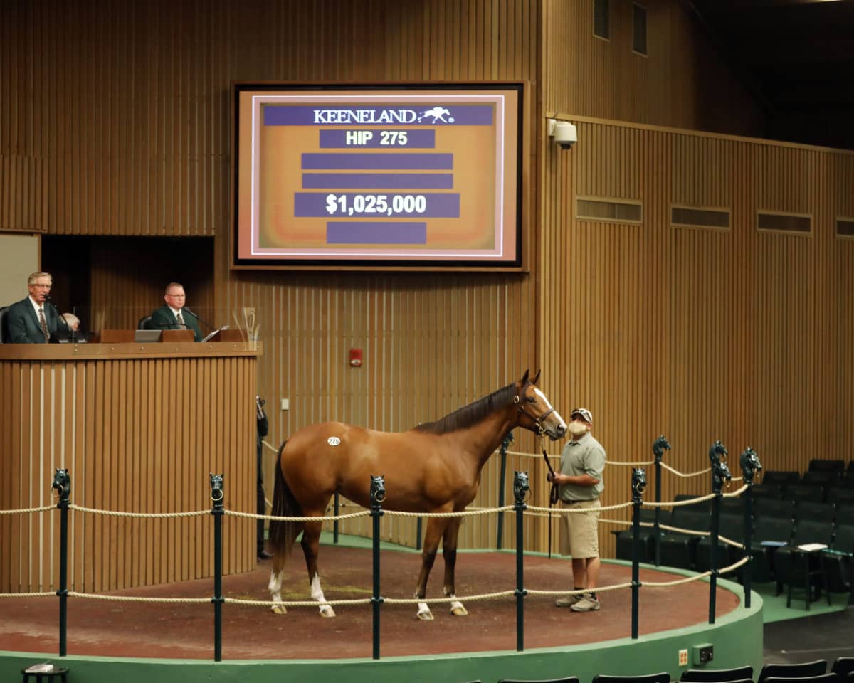 Hip 275 $1,025,000 filly o/o Mary Rita | Purchased by Courtlandt Farm | Keeneland September 2020 | Photo by Z
