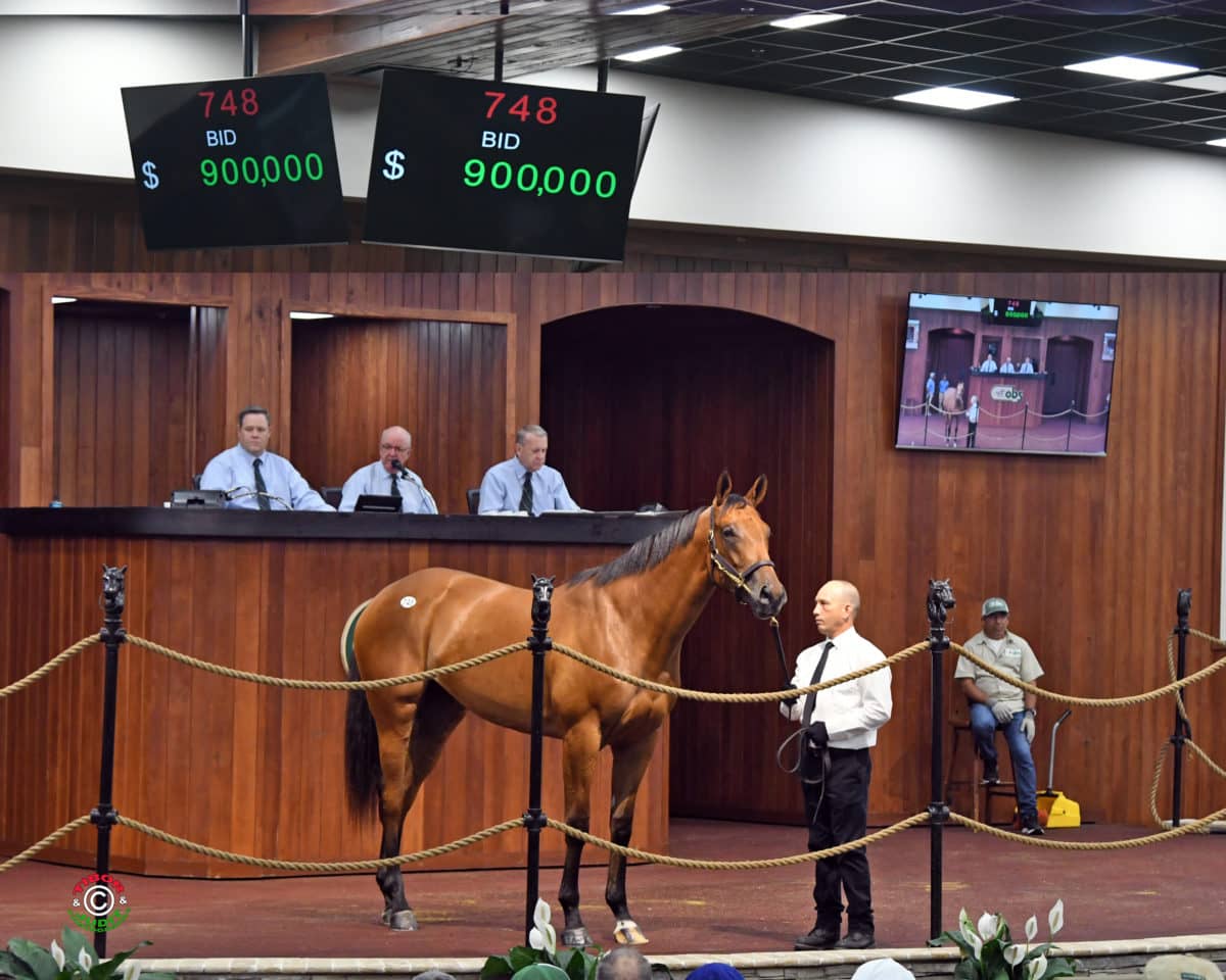 $900,000 filly Hip 748 | Full sister to G1-placed Rowayton | OBS June 2YO's 2019 | Tibor Photo