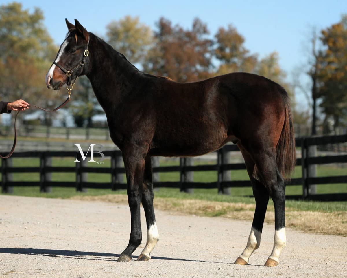 Magic Show colt | bred by Wood-Mere Farm | Photo by Michelle Benson