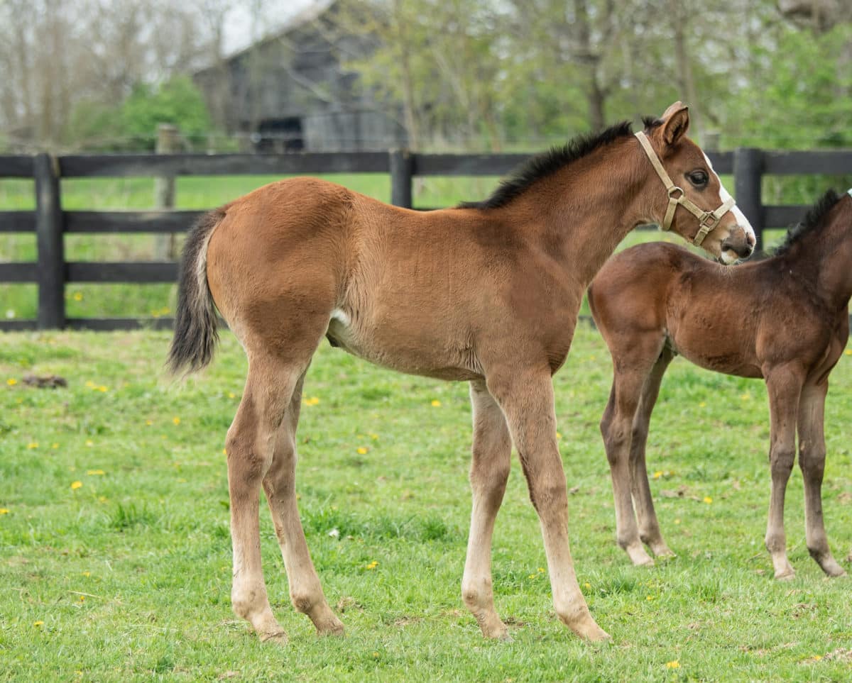 Help The Children 20 filly | Pictured at 41 days old | Bred by Andria Mengucci | Photo by Spendthrift Farm / Autry Graham