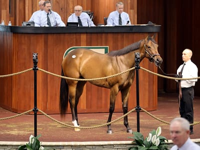 Danza’s $400,000 filly, hip No. 478, at the 2019 OBS Spring Sale of 2-year-olds – photo by Z