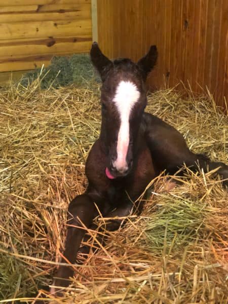 Lord Nelson's first foal - a colt - was born Jan. 28