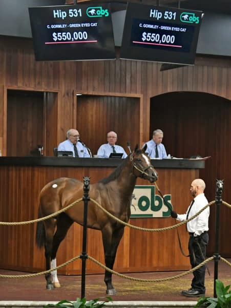 Hip 531, by Gormley, represented the highest colt by a freshman sire sold at OBS March | Judit Seipert photo