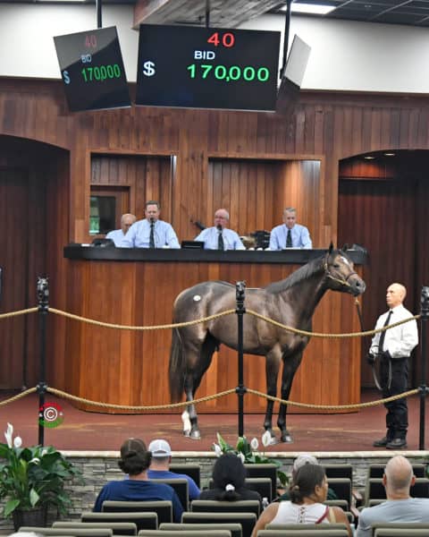 $170,000 Race Day colt Wednesday at OBS June | Tibor & Judit photo