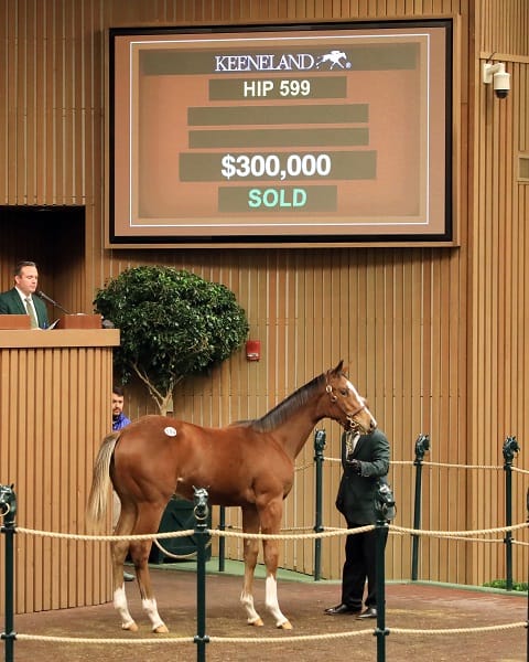 Authentic has gotten off to a flying start with his weanlings at the Keeneland November sale, with three lots already bringing at least $200,000
