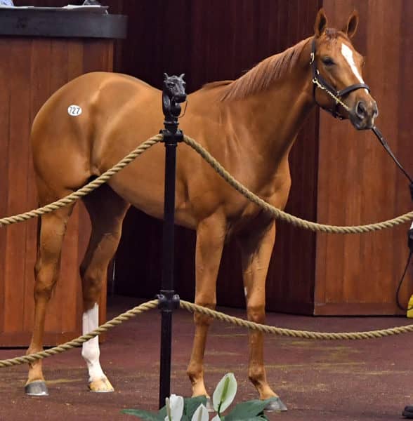 Wicked Strong’s $170,000 filly, hip No. 727, at the 2019 OBS Spring Sale of 2-year-olds – Tibor and Judit photography