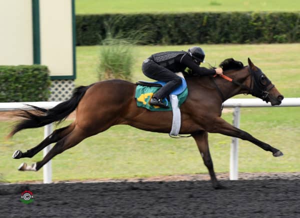 Danza filly, Hip 478, worked a bullet eighth in 9.4 seconds at OBS | Tibor & Judit photo