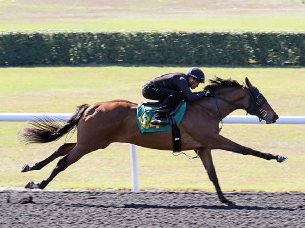 Wicked Strong filly, Hip 134, breezing at the OBS 2019 March 2yo in training sale Under Tack show - photo by Z