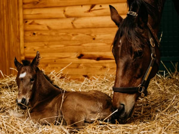 Beholder with her third foal, a filly by War Front | Autry Graham photo