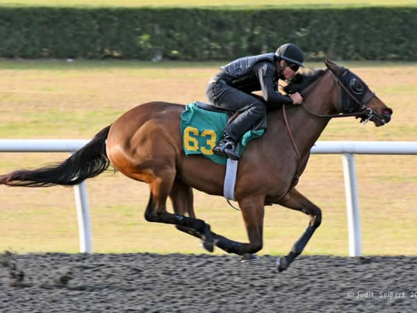 Hip 63 is the first 2yo sale offering by her G1-winning-2yo sire | Judit Seipert photo