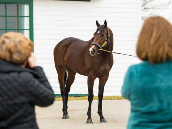 Omaha Beach poses for onlookers at Spendthrift | Autry Graham photo