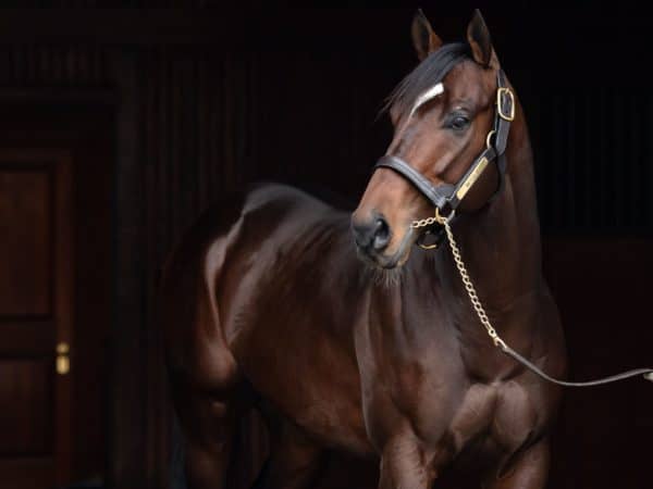 Champion Mitole | 2020 at Spendthrift | Autry Graham photo