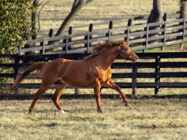 2021 Florida Derby (G1) winner Known Agenda became the first winner of the prestigious race for his sire Curlin | Nicole Finch photo