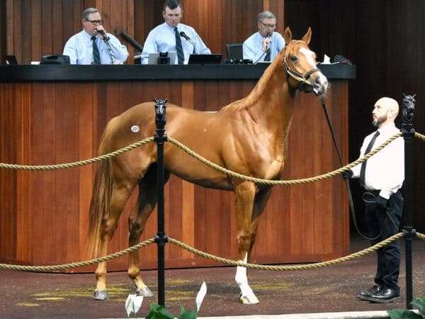 Goldencents' hip No. 405 at the 2023 OBS Spring 2yo sale - Judit Seipert photo