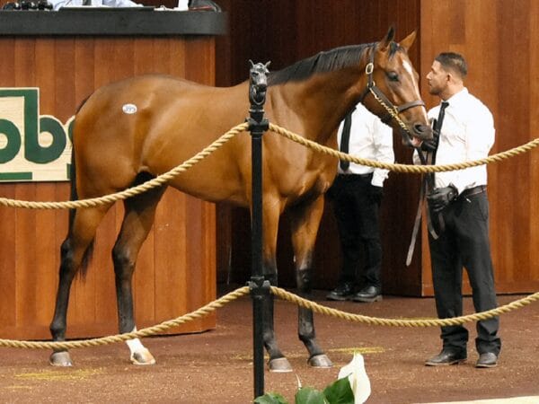 Mitole's $400,000 filly in the sales ring at the 2023 OBS Spring 2yo sale - Judit Seipert