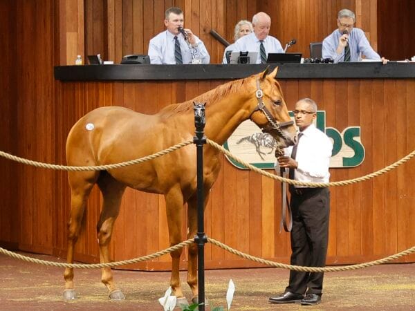 Cross Traffic's Hip 256 at the 2023 OBS Spring 2YOs in Training Sale - photo by Z