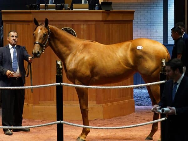 Thousand Words' $250,000 filly, hip 351 at the F-T July Yearling sale - Matt Taylor