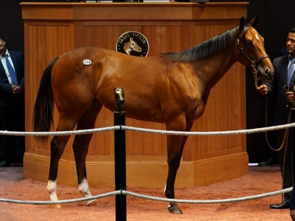 Authentic's $475,000 filly, hip 174 at the F-T July Yearling sale - Matt Taylor