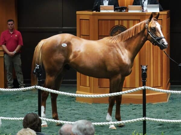 Authentic's $875,000 colt, hip 56, at the 2023 Fasig-Tipton Selected Yearling Sale - photo by Z
