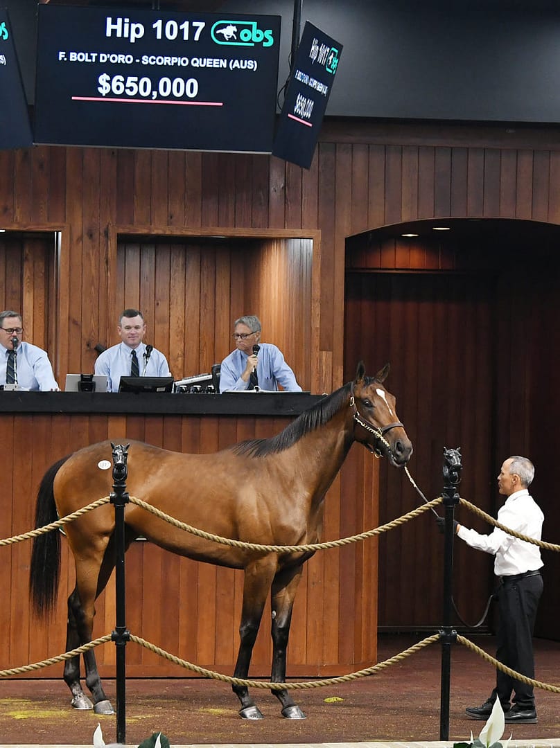 $650,000 filly at OBSAPR after bullet 9.4 breeze | Hip 1017 o/o Scorpio Queen (Aus) | Purchased by Ben Gase | Judit Seipert photo