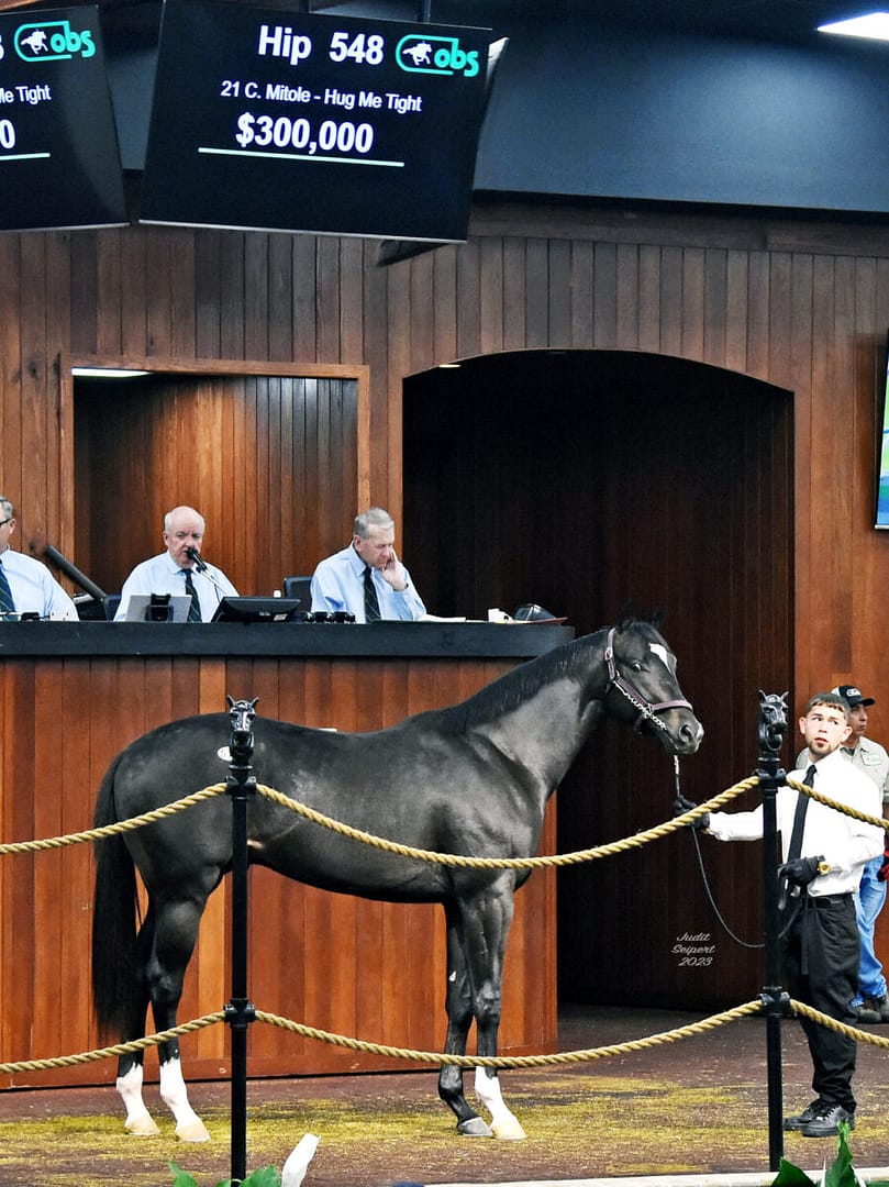 $300,000 | Colt o/o Hug Me Tight | Purchased by Anthony Farrior | '23 OBSMAR | Judit Seipert photo