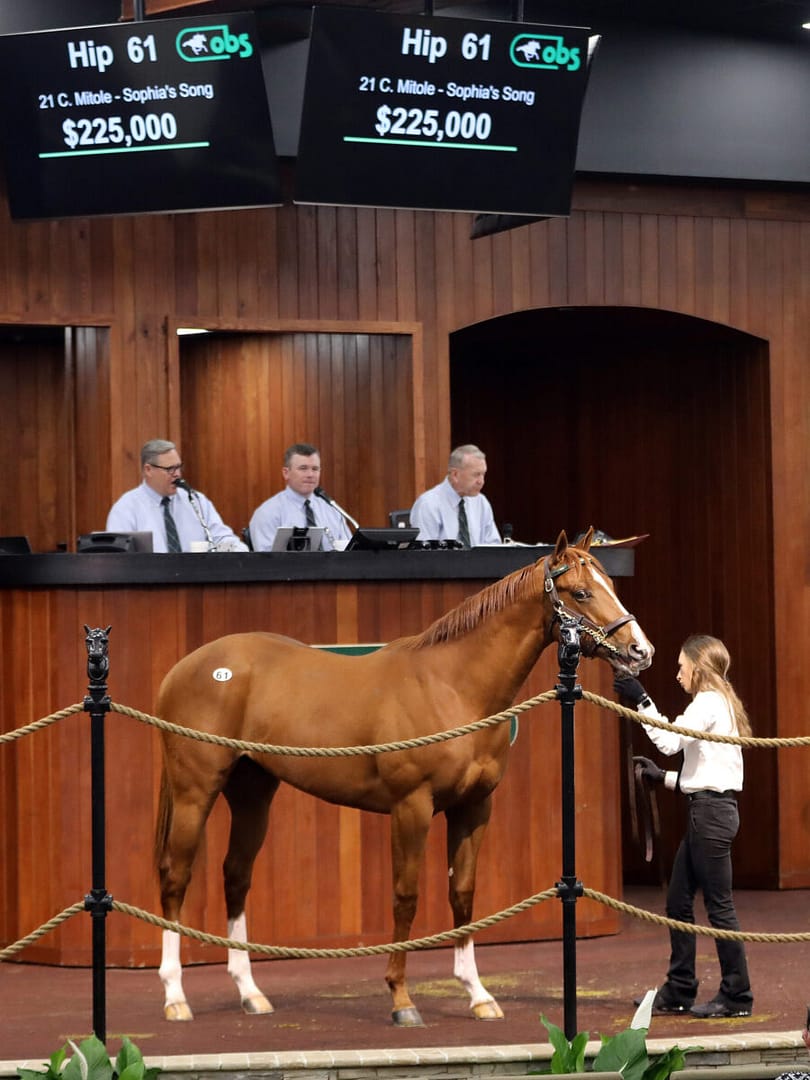 $225,000 | Colt o/o Sophia's Song | Purchased by Bill & Corinne Heiligbrodt and Jackpot Farm | '23 OBSMAR | Z photo