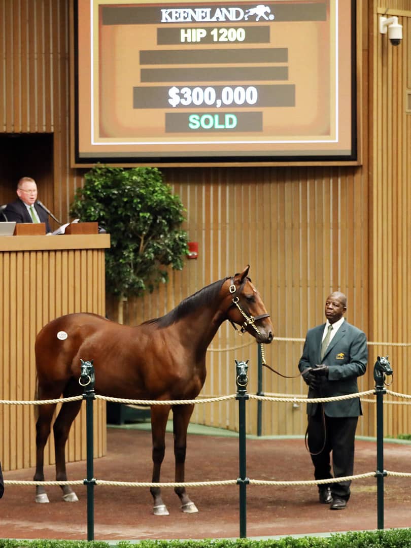 $300,000 | Colt o/o Smile More | Purchased by Klaravich Stable | '22 KEESEP | Z photo