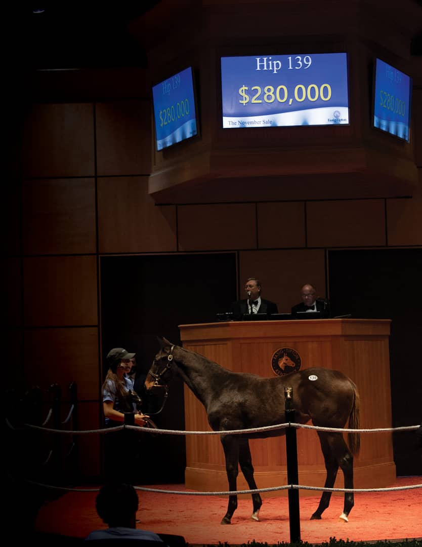 $280,000 | Hip 139 filly o/o Clarendon Fancy | Purchased at FT-Nov 2020 by Spendthrift Farm | Bred by Wynnstay Farm | Photo by Autry Graham