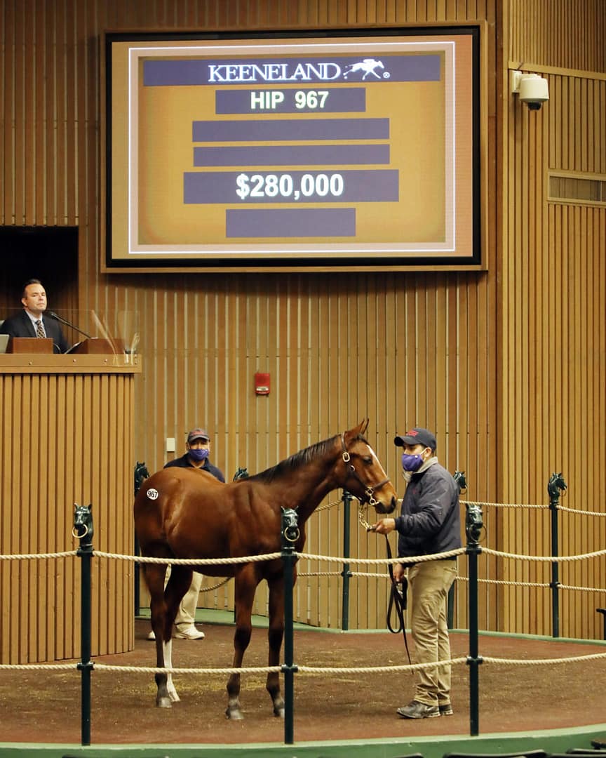 $280,000 | Hip 967 colt o/o C. S. Incharge | Purchased by Sand Hill Stables | 2020 Keeneland November Sale
