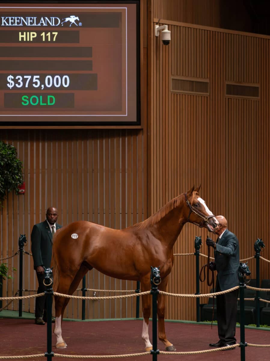 $375,000 at '23 KEESEP | Colt o/o Fairyland | Purchased by West Bloodstock, Agt. for Robert & Lawana Low | Nicole Finch photo