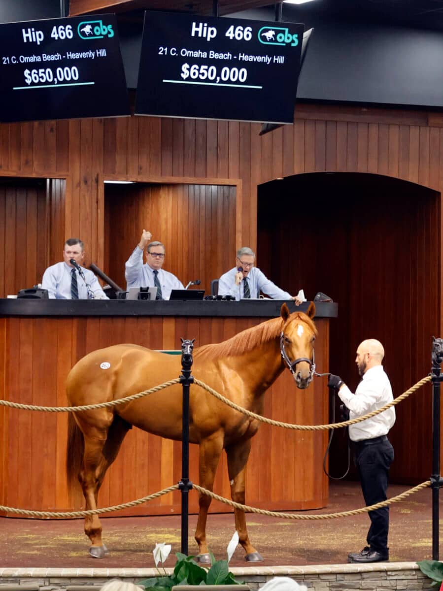 $650,000 | Colt o/o Heavenly Hill | Purchased by Spendthrift Farm & Nice Guys Stables | '23 OBSAPR | Z photo