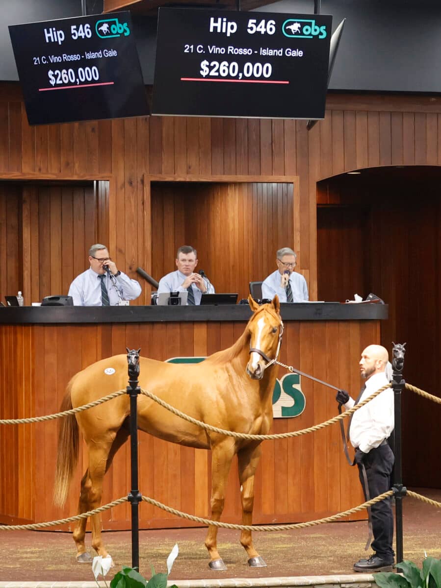 $260,000 colt | Hip 546 o/o Island Gale | Purchased by West Bloodstock, for Repole Stable | '23 OBSAPR | Z photo