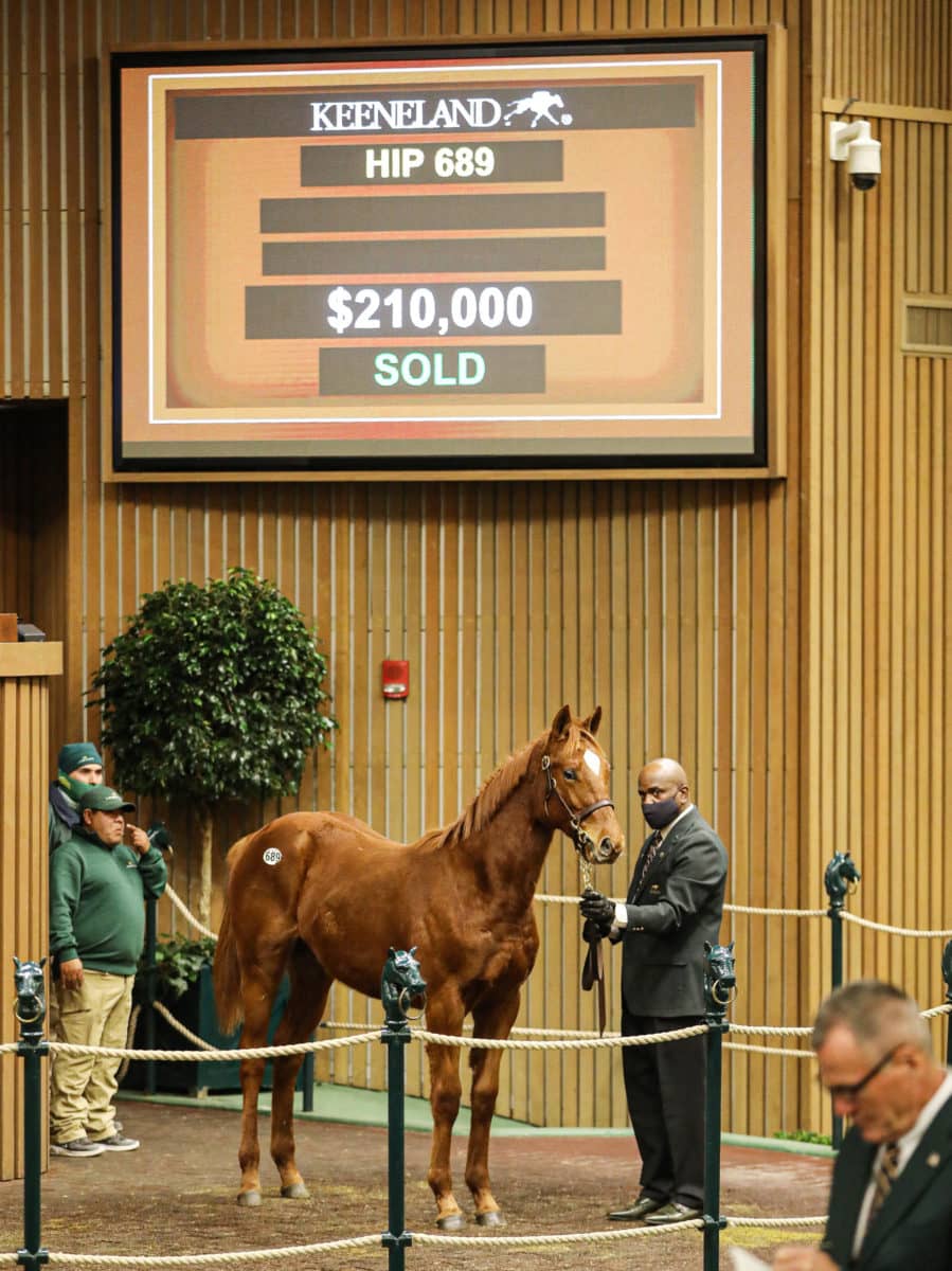 $210,000 | Hip 689 colt o/o On My Way | Purchased by Nick de Meric | Bred by  Manganaro Bloodstock, Craig & Jason Taylor, Peter Handleman, Jonathan Lanza | Photos by Z | KEE-JAN 2022